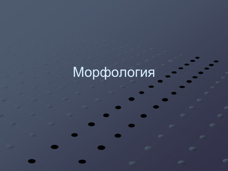 Морфология